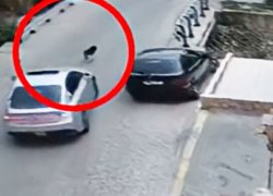 Водитель на скорости сбил собаку: адвокат добивается наказания