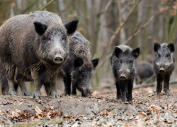 Министр: из-за войны дикие кабаны мигрируют в Молдову
