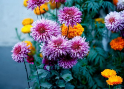 Налоговая напомнила продавцам о правилах торговли перед 8 Марта