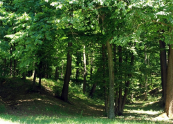 Ушел в лес и повесился – молодой человек свел счеты с жизнью в Бричанах