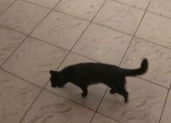 "Картина маслом" - чёрная кошка прошла перед Лянкэ, в то время как тот заливался соловьём, рассказывая о "необходимости евроинтеграции"