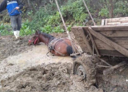 «Слово о дорогах» - в Румынии конь провалился по самое горло на грунтовой дороге