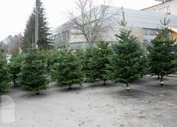 Какие штрафы предусмотрены за незаконную вырубку елей