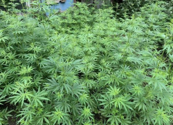 В Кишиневе проводится спецоперация «Мак-2019»