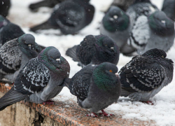 В первый день февраля в Молдове будет облачно и безветренно 