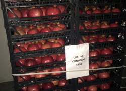 Сотни гранатов из Турции будут уничтожены 