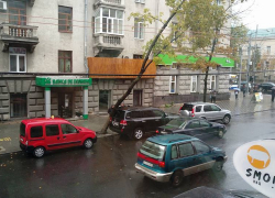 В Кишиневе падающее дерево "опёрлось" на Toyota Land Cruiser