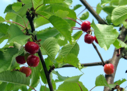 В Хынчештском районе подросток подстрелил друга, забравшегося на черешню
