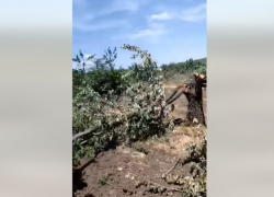 В Молдове негде сбывать черешню, сады уничтожаются