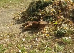 Отравление собак в Бельцах - прямая угроза также и для детей, а власти города не хотят реагировать