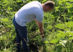 В Кишиневе плантацию конопли замаскировали под подсолнечник 