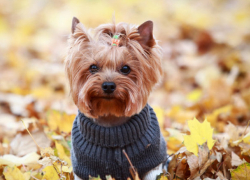 Во вторник в Молдове будет морозно, правда, пока только ночью