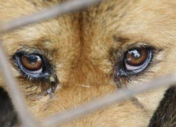 Жестокое и ужасающее обращение с собаками сотрудников службы по отлову животных попало на видео