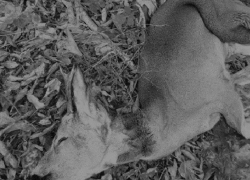 В столичном парке растерзали детеныша косули и вынули его внутренние органы