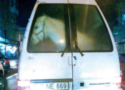 В Кишиневе в микроавтобусе перевозили лошадь