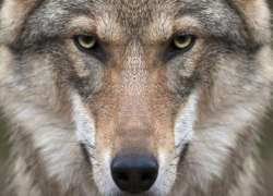 Волки держат в страхе молдавский поселок