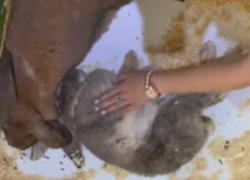 В контактном зоопарке Торгового центра столицы умирает кролик на виду детей