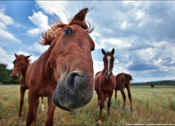 Кишиневцы стали очевидцами лошадиных скачек в одном из столичных дворов