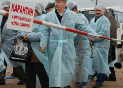 Вирус африканской чумы начал проникать вглубь Молдовы