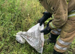 Гадюка заползла на крышу парикмахерской в Каушанах