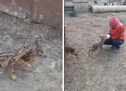 В Сорокском районе обнаружили истощенных детенышей косули