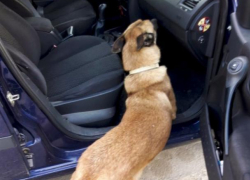 Полицейский пес Цезарь обнаружил внушительную партию контрабандных сигарет