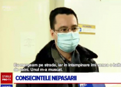 Минимум 830 человек были укушены бездомными собаками в прошлом году в Кишиневе