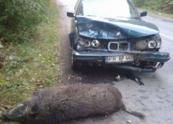 «Столкновение» кабана с BMW плачевно закончилось для обоих 