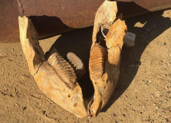Челюсть древнего предка слонов и предшественника мамонтов обнаружили в Суклее в районе Колкотовой балки 