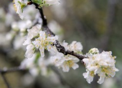 Скоро апрель, а в Молдове – заморозки: синоптики снова объявили желтый код