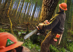 Личность убитого в Бурятии «черного лесоруба» из Молдовы установили по отпечаткам пальцев