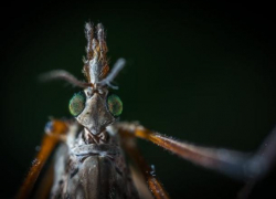 Комары, солнечный удар, насекомые – лето жестко атакует жителей Молдовы