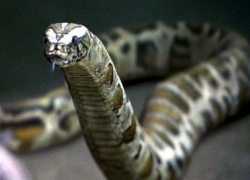 Змеи из подполья атаковали сельский медпункт в Шолданештском районе