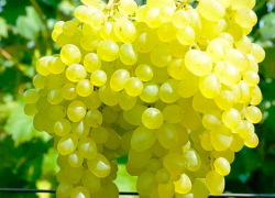 Молдова способна обогнать Турцию по ранним сортам винограда