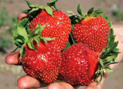 120 леев за килограмм: на Центральном рынке появилась первая молдавская клубника