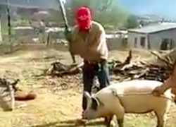 Украинец пытался забить свинью топором, но едва не убил себя: курьезное видео