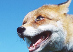 В Молдове выявлен еще один случай бешенства у диких зверей