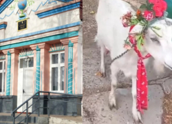 В одну из сельских школ вместо учеников заявилась коза