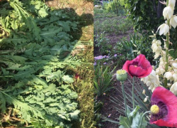 В Бардаре женщина вырастила сад мака