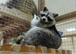 Контактные зоопарки могут прекратить работу