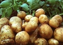 К концу месяца картофель подорожает