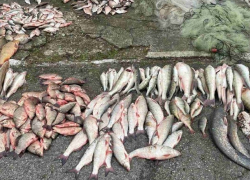 Опасность для здоровья: жителей Молдовы просят воздержаться от рыбы из Днестра 