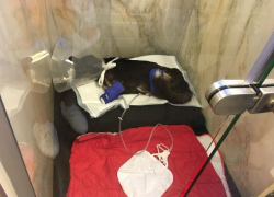 Собаке, которой отрезали лапы, провели операцию в Бухаресте, есть надежда на протезы