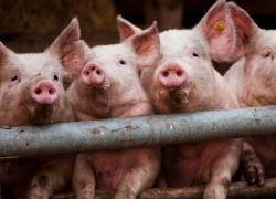 Двумстам свиньям из Румынии запретили въехать в Молдову