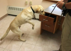 Апелляционная палата Кишинева вновь под угрозой заложенной бомбы