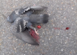 (18+) Соцсети: в Кишиневе стреляют средь бела дня, пока только в голубей