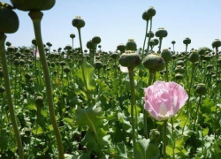 Пенсионерка из Приднестровья занялась наркобизнесом 