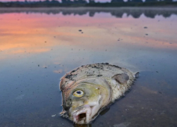 Экокатастрофа под Кишиневом: В Данченском озере погибли сотни килограммов рыбы