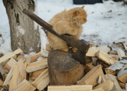 Двое заключенных провернули аферу с дровами на тысячи лей