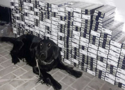 Четырехлапая Мэри обнаружила крупную контрабанду табачных изделий